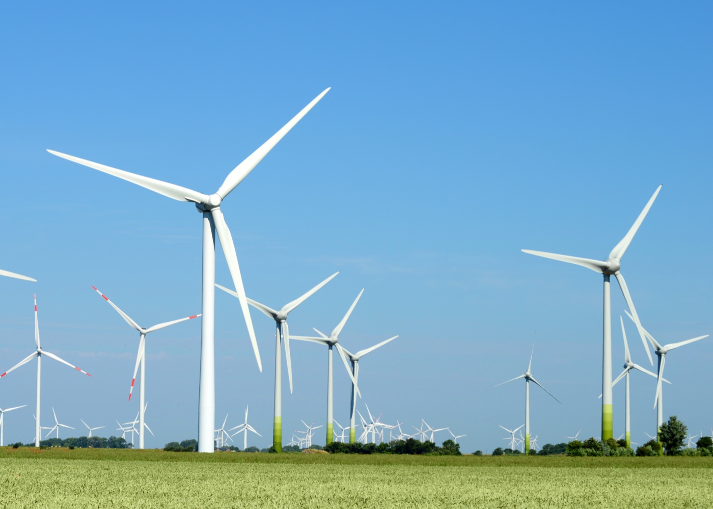 A panoramic view of dozens of giant wind turbines in an open, green field. 